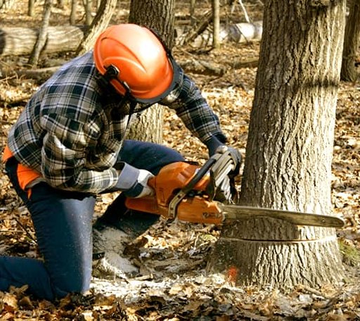 Tree Removal in Lummi Island, WA